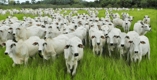 Valor Da Produ O Agropecu Ria Deste Ano Est Estimado Em R