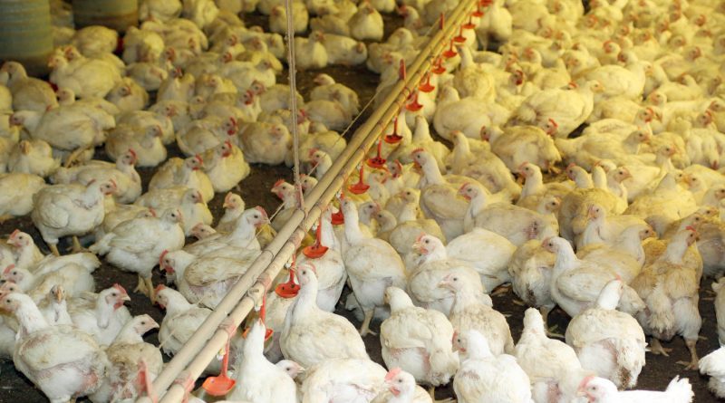 Demanda perde força e preços do frango declinam no atacado