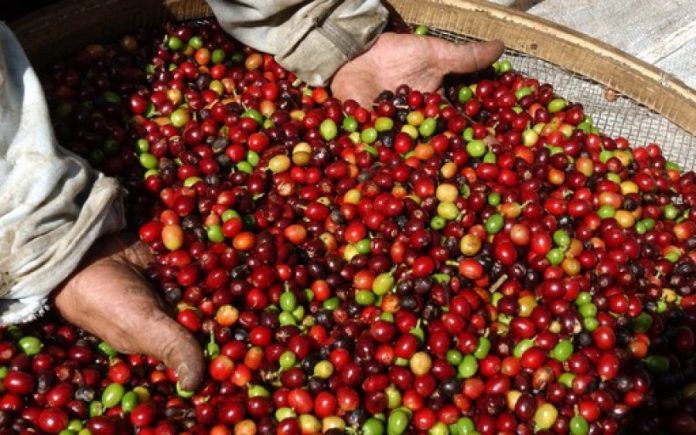 CAFÉ colheita de robusta começa a ganhar ritmo Extraderondonia br