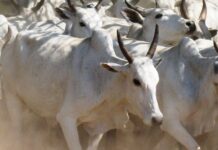 Setembro começa com expectativa de novas altas nos preços do boi gordo