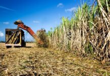 Açúcar: clima seco e incêndios impulsionam preços