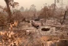 VÍDEO: PF combate incêndios criminosos em áreas protegidas de RO