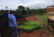 “PLANTE MAIS”: Cone Sul avança na produção agrícola com mudas clonais de café e cacau em RO