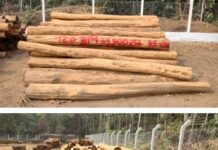 VILHENA: 3º Pelotão de Polícia Ambiental torna público edital de leilão de lotes de madeira itaúba apreendidas