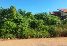 Prefeitura comenta importância da limpeza de terrenos, alerta para multas e disponibiliza telefone para denúncias em Vilhena