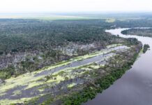 36 mil mudas nativas são plantadas em primeira etapa do projeto de recuperação de áreas queimadas em Pimenteiras