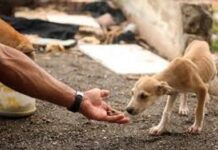 ONG “Amor de 4 Patas” lança campanha para construção de novo abrigo em Vilhena