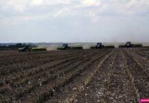 Safra de soja em RO aproxima-se dos 80% de área colhida com expectativa positiva para 2025