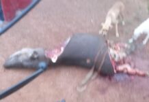 Anta é encontrada morta e com partes do corpo retiradas às margens da BR-174 em Vilhena