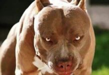 Pitbull solto em via pública mobiliza Polícia Militar e Bombeiros em Vilhena