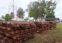 PM de Colorado do Oeste realizará leilão de madeira apreendida