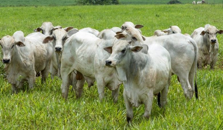 Preços do boi sobem em Mato Grosso e arroba quase bate a de São Paulo