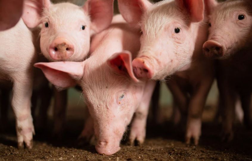 Suínos: preços do animal vivo e da carne voltam a cair
