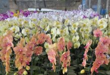 Orquidário Pai e Filho oferece seleção especial de orquídeas para o Dia das Mães em Vilhena