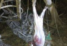 Homem é preso por caça ilegal de capivara e porte de arma na zona rural de Pimenta Bueno