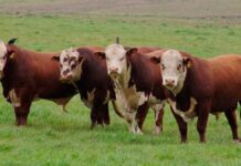 Carne bovina: preços seguem firmes frente à baixa oferta