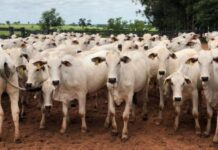 Arroba do boi gordo hoje: veja os preços da arroba e do atacado