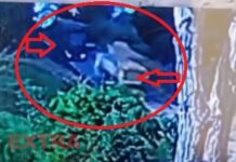 Vídeo mostra momento da colisão entre carretas que matou motorista na BR-435, em Colorado