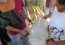 Concurso Leiteiro da 37ª Expocol chega à terceira ordenha com altos índices de produção