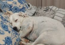 Família busca por cadela desaparecida no bairro Alphaville em Vilhena