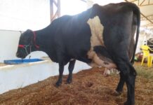 Concurso Leiteiro da 37ª Expocol impressiona com aumento na produtividade animal