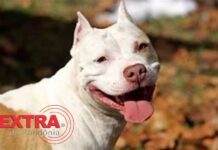 Pit Bull solto ataca cães, mata um e assusta moradores em Vilhena