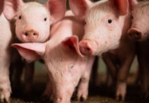 Suínos perdem competitividade frente à carne de frango
