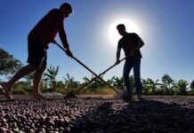 Exportações de café de Rondônia batem recorde e consolidam estado no mercado internacional