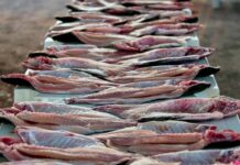 Em 5 meses, exportação do tambaqui de Rondônia já supera 2024