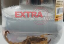 Criança de um ano é picada por escorpião dentro de igreja em Vilhena; veja fotos