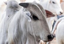 Preço do boi gordo hoje: veja os patamares em que a arroba foi negociada