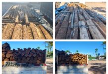 POLÍCIA AMBIENTAL REALIZA LEILÃO DE MADEIRA ITAÚBA APREENDIDA EM VILHENA