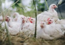 Gripe aviária: Rio Grande do Sul encerra estado de emergência sanitária