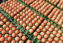 Ovos atingem menor patamar diário de junho