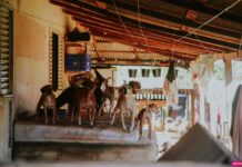 “PATINHA FELIZ”: canil mantido por associação passa a ser gerido pelo Município de Vilhena