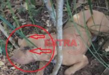 VÍDEO: PM resgata Pitbull abandonado e ferido com sinais de tiro na área rural de Vilhena