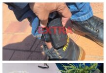 Polícia flagra jovem com tornozeleira eletrônica cultivando maconha em residência de Vilhena