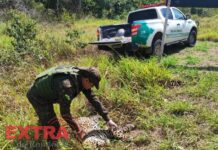 Polícia Ambiental recolhe corpo de onça-pintada atropelada na BR-435 entre Vilhena e Colorado