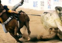 Vaquejada em Colorado do Oeste movimenta economia e tradição com apoio do deputado Ezequiel Neiva