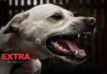 Vizinha incita cão a atacar mulher e ainda arremessa pedra contra a vítima em Vilhena