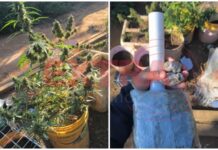 Homem agride ex-companheira e polícia encontra drogas e pés de maconha na casa do suspeito em Vilhena