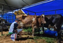 Governo de RO impulsiona pecuária leiteira com assistência técnica e incentivo à produtividade