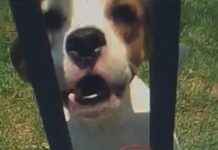 PM resgata cães abandonados em residência após denúncia do Ministério Público em Cerejeiras