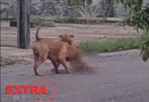 Cão de pequeno porte é morto por Pitbulls soltos em rua de Vilhena; veja vídeo