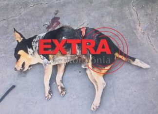 Pitbull mata cachorro e causa pânico em via pública em Vilhena