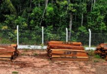 Polícia Militar realiza leilão de madeira Itaúba apreendida em Vilhena; leia edital
