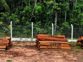 Polícia Militar realiza leilão de madeira Itaúba apreendida em Vilhena; leia edital