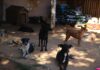 Empresa passa a ser responsável por resgate de cães e canil será construído em 30 dias em Vilhena