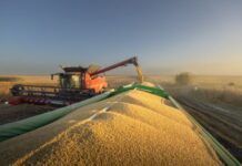 IBGE prevê safra recorde de 346 milhões de toneladas em 2025