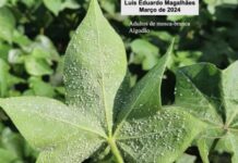 “Mosca-branca é problema para tudo o que se planta depois da soja”, afirma especiaista